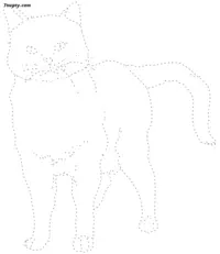 Cat dotted line drawing