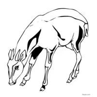 Antelope outline for coloring