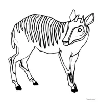 Antelope coloring page in black and white