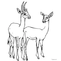 Antelope GIF coloring page