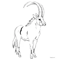 Antelope free sketch for coloring