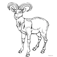 Antelope sketch to print and color