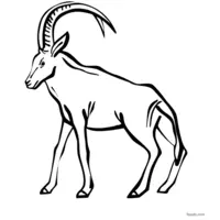 Antelope drawing for coloring enthusiasts