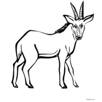 Antelope outline for coloring exploration