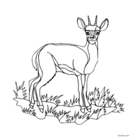 Antelope sketch for coloring