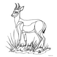 Antelope outline to print