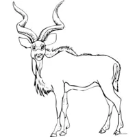 Antelope illustration to color