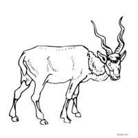 Antelope black-and-white drawing to color