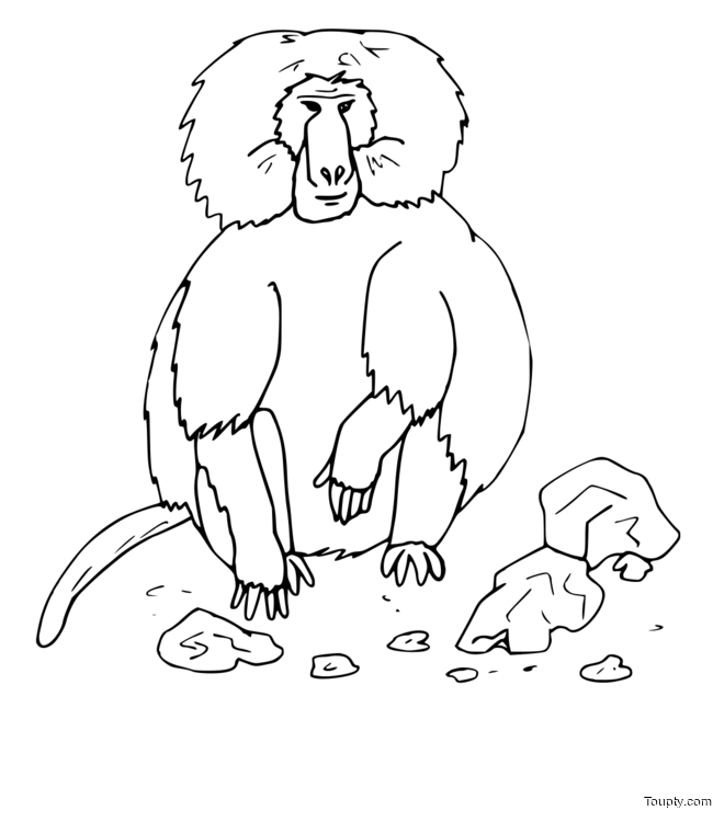 baboon Page 3