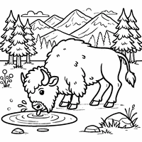 Coloring of a bison drinking water