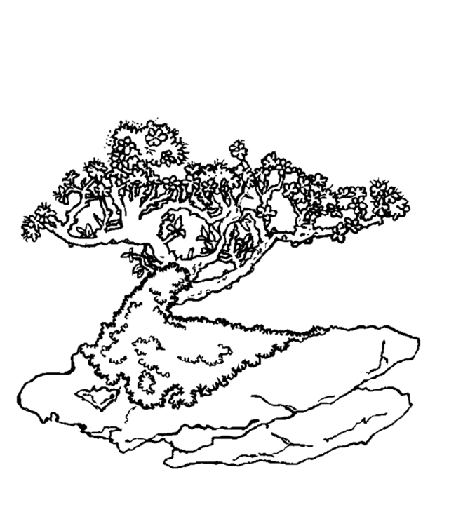 bonsai Page 1