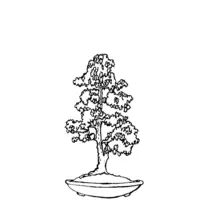 Bonsai coloring N°10