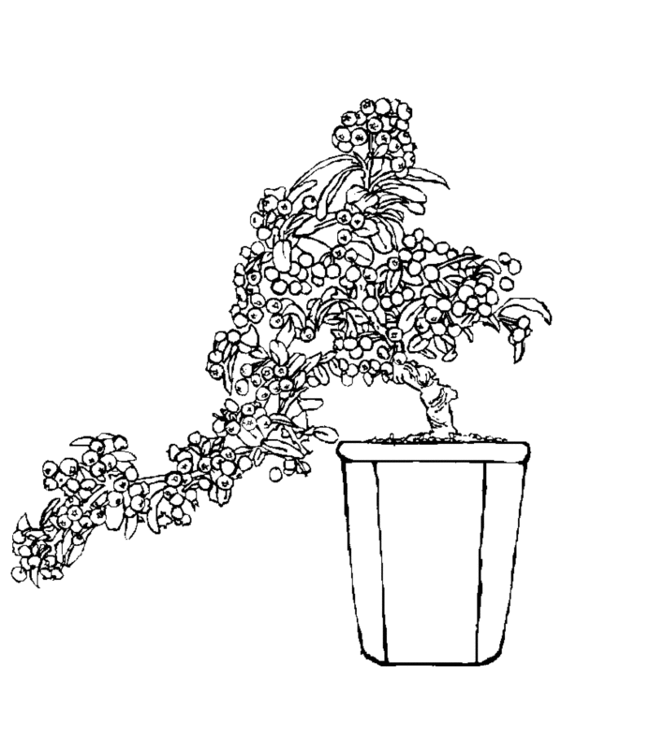 bonsai Page 15