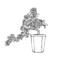 Bonsai coloring N°15