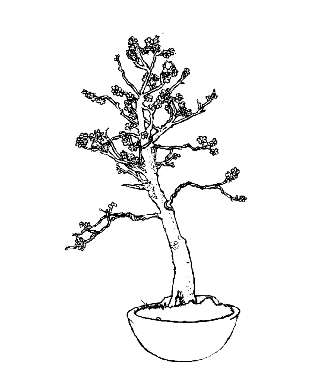 bonsai Page 16