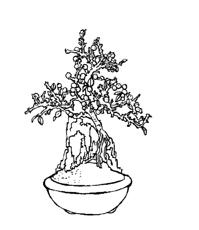 bonsai Page 17