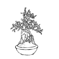 Bonsai coloring N°17