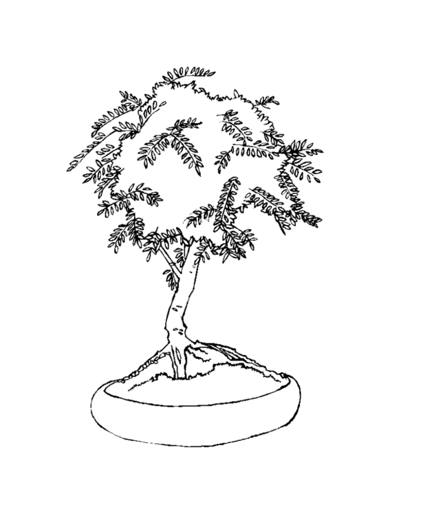 bonsai Page 18