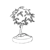 Bonsai coloring N°18