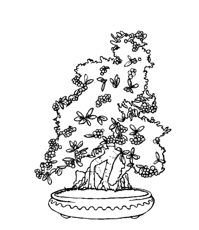 bonsai Page 2