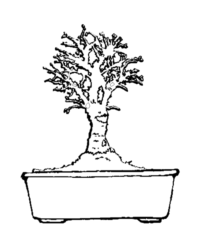 bonsai Page 20