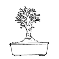 Bonsai coloring N°20