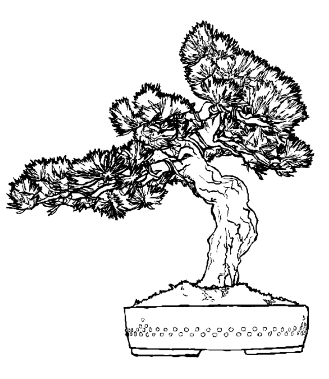 bonsai Page 21