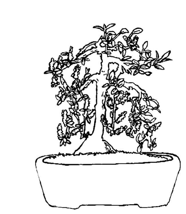 bonsai Page 22