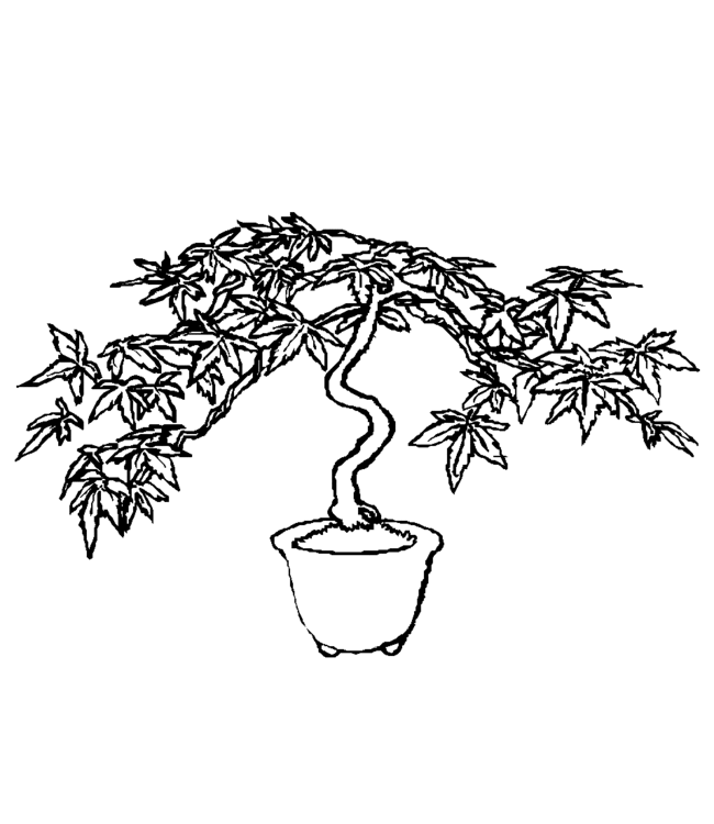 bonsai Page 23