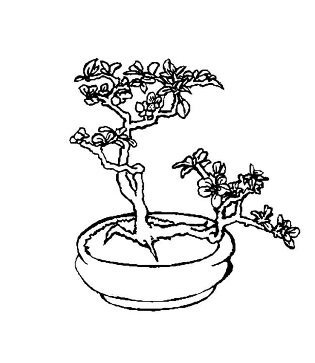 bonsai Page 24