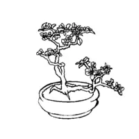 Bonsai coloring N°24