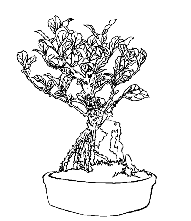 bonsai Page 3