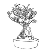 Bonsai coloring N°3