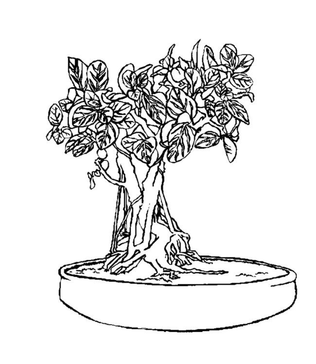 bonsai Page 4