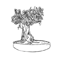 Bonsai coloring N°4