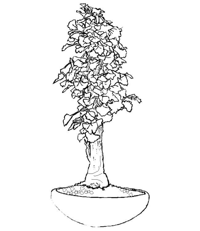 bonsai Page 5