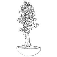 Bonsai coloring N°5