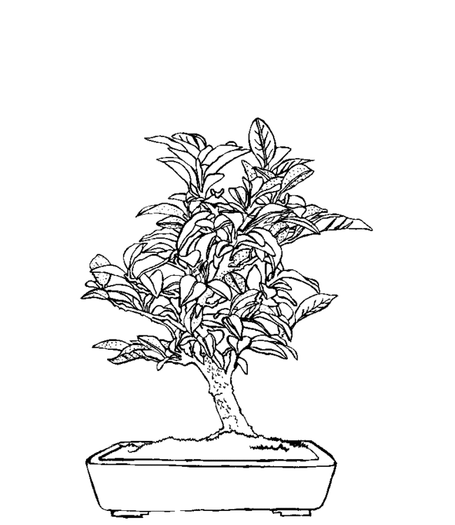 bonsai Page 6