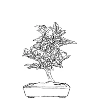 Bonsai coloring N°6