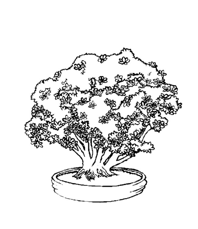 bonsai Page 7