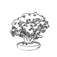 Bonsai coloring N°7