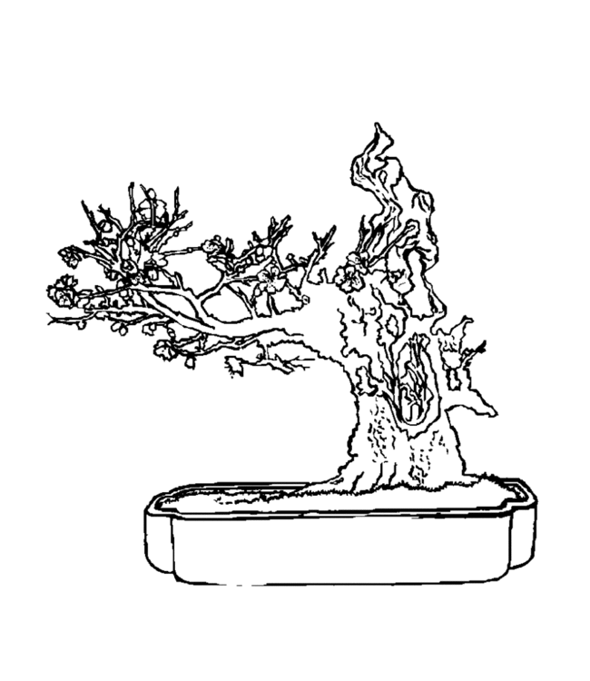 bonsai Page 8