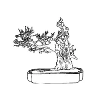 Bonsai coloring N°8