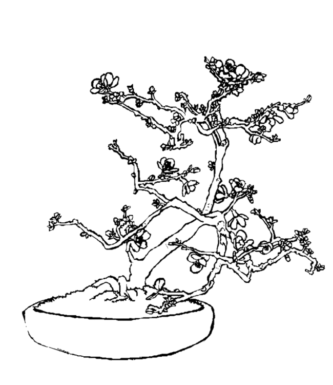 bonsai Page 9