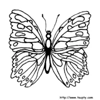 Butterfly coloring N°1