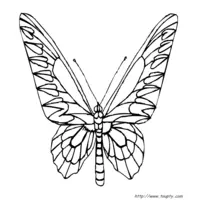 Butterfly coloring N°11