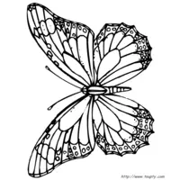 Butterfly coloring N°12