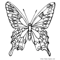 Butterfly coloring N°15