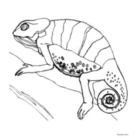 Chameleon on a branch coloring page