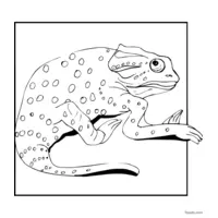 spotted chameleon coloring page